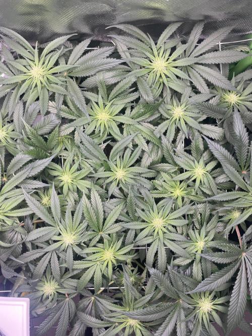 Sensi Seeds Himalayan CBD 4th indoor run. Week 10