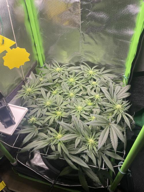 Sensi Seeds Himalayan CBD 4th indoor run. Week 10