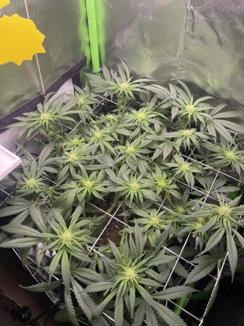 Sensi Seeds Himalayan CBD 4th indoor run. Week 10