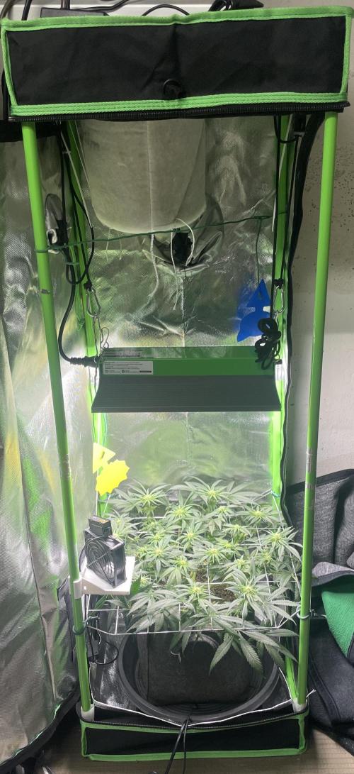 Sensi Seeds Himalayan CBD 4th indoor run. Week 10