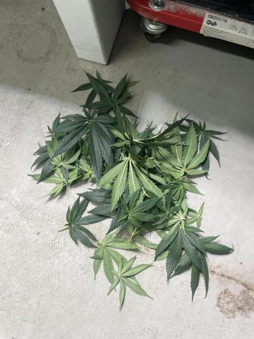 Sensi Seeds Himalayan CBD 4th indoor run. Week 10