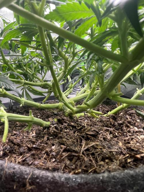 Himalayan CBD. Week 10