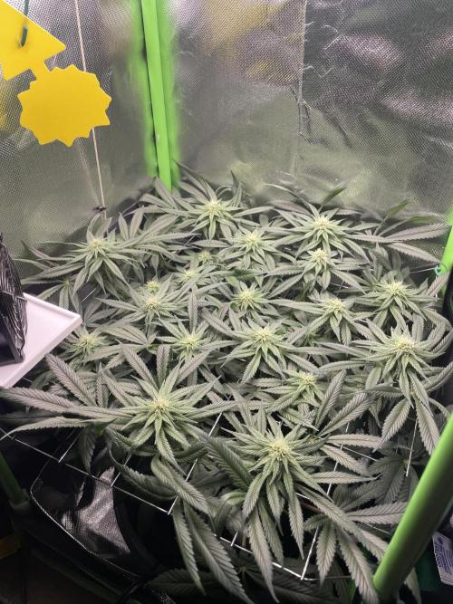 Sensi Seeds Himalayan CBD 4th indoor run. Week 11
