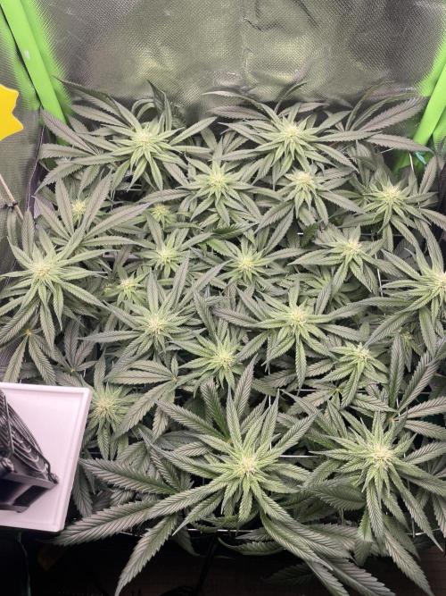 Sensi Seeds Himalayan CBD 4th indoor run. Week 11