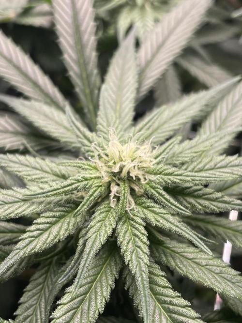 Himalayan CBD. Week 11