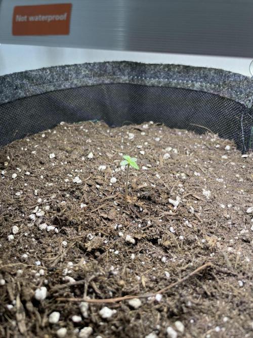 Auto THC Victory Dutch Passion 3rdSummer. Week 1