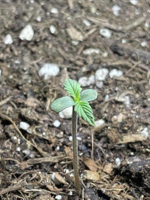Auto THC Victory Dutch Passion 3rdSummer. Week 1
