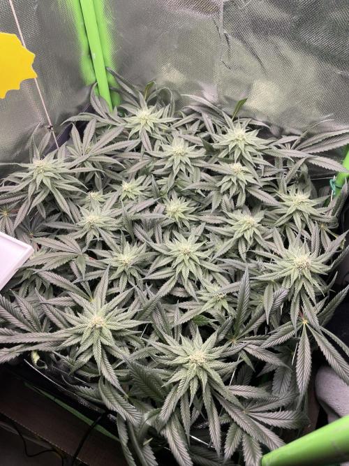 Sensi Seeds Himalayan CBD 4th indoor run. Week 12