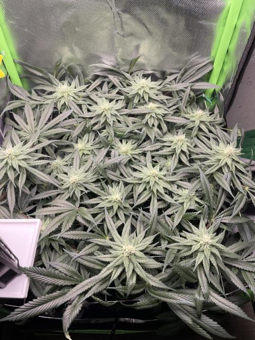 Sensi Seeds Himalayan CBD 4th indoor run. Week 12