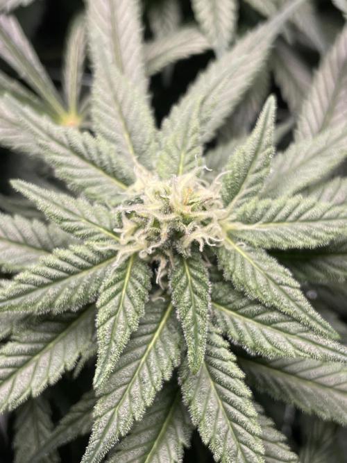 Sensi Seeds Himalayan CBD 4th indoor run. Week 12