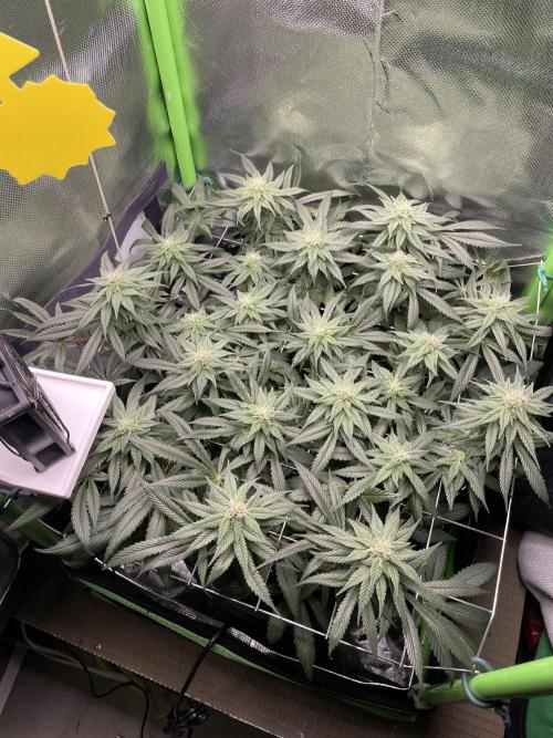 Sensi Seeds Himalayan CBD 4th indoor run. Week 12