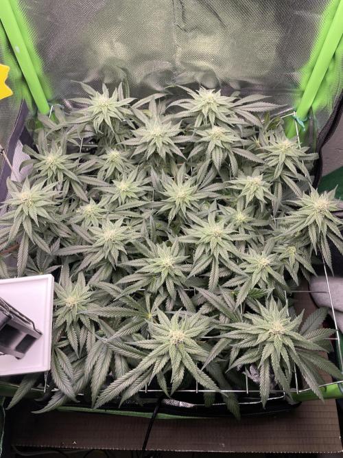 Himalayan CBD. Week 12