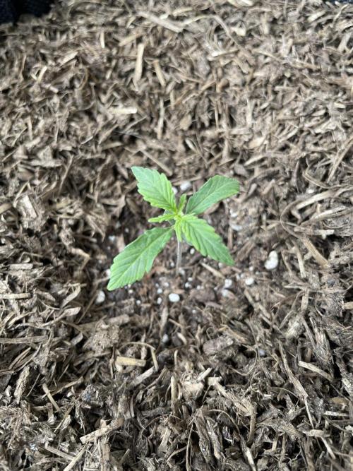 Auto THC Victory Dutch Passion 3rdSummer. Week 2