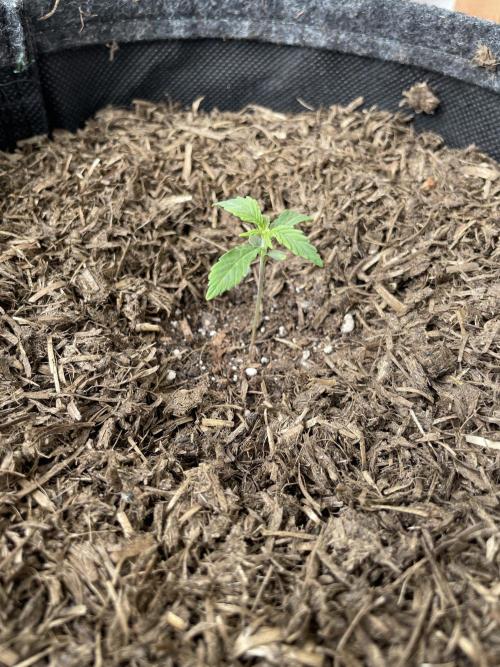 Auto THC Victory Dutch Passion 3rdSummer. Week 2