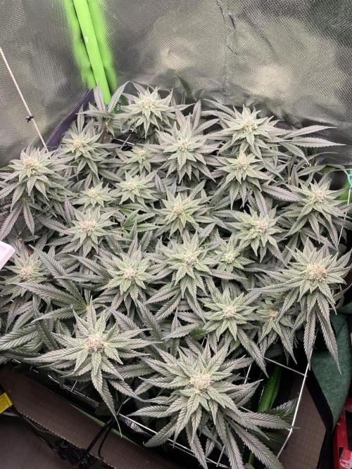 Sensi Seeds Himalayan CBD 4th indoor run. Week 13