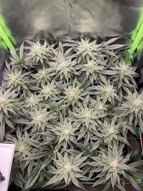 Sensi Seeds Himalayan CBD 4th indoor run. Week 13