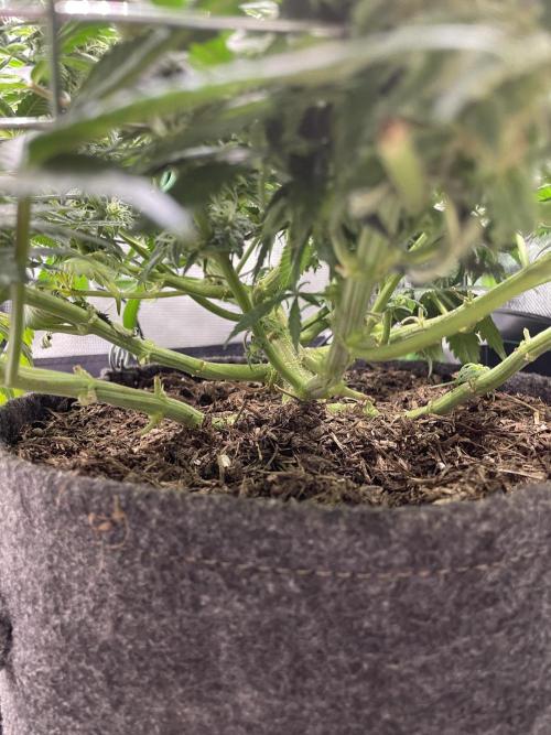 Sensi Seeds Himalayan CBD 4th indoor run. Week 13