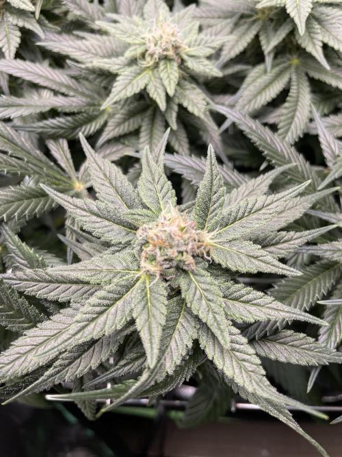 Himalayan CBD. Week 13