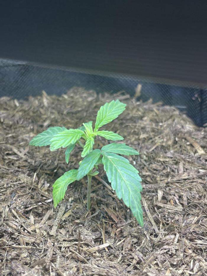 Auto THC Victory Dutch Passion 3rdSummer. Week 3