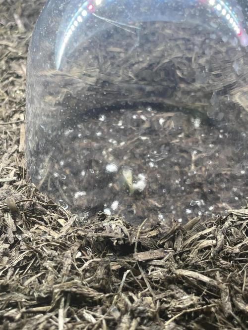 CBD Auto 1:1 FastBuds 3rd Summer. Week 0