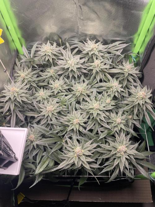 Sensi Seeds Himalayan CBD 4th indoor run. Week 14