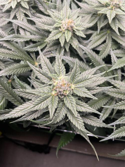 Sensi Seeds Himalayan CBD 4th indoor run. Week 14