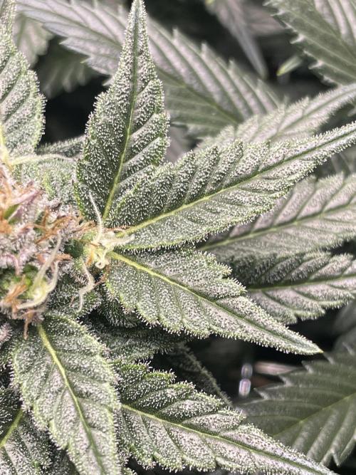 Sensi Seeds Himalayan CBD 4th indoor run. Week 14