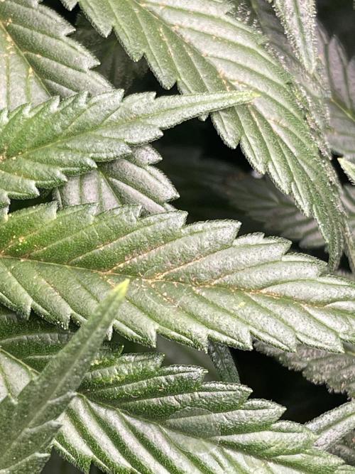 Sensi Seeds Himalayan CBD 4th indoor run. Week 14