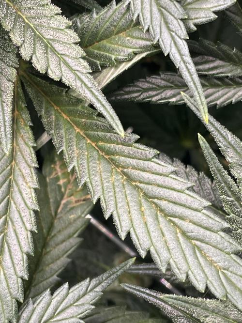 Himalayan CBD. Week 14