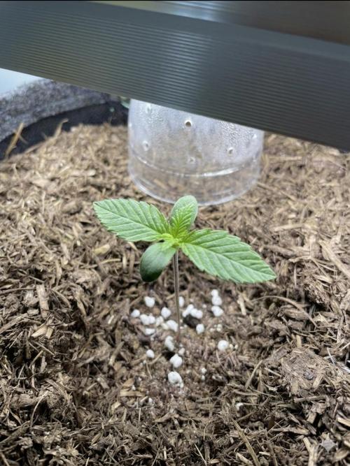 CBD Auto 1:1 (CBD Crack). Week 1