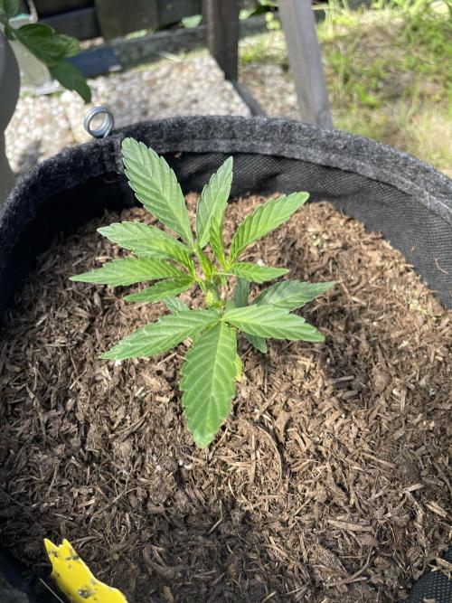 Auto THC Victory Dutch Passion 3rdSummer. Week 4