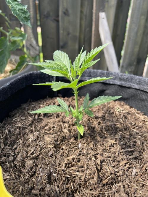 Auto THC Victory Dutch Passion 3rdSummer. Week 4