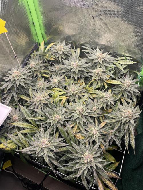 Sensi Seeds Himalayan CBD 4th indoor run. Week 15