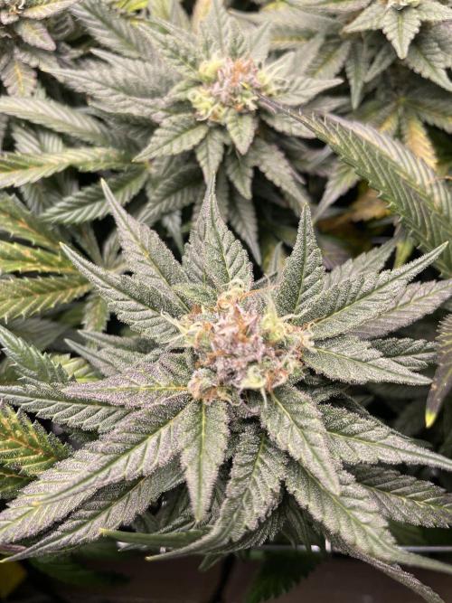 Sensi Seeds Himalayan CBD 4th indoor run. Week 15