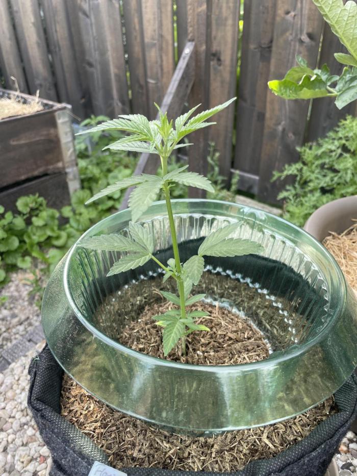 Auto THC Victory Dutch Passion 3rdSummer. Week 5