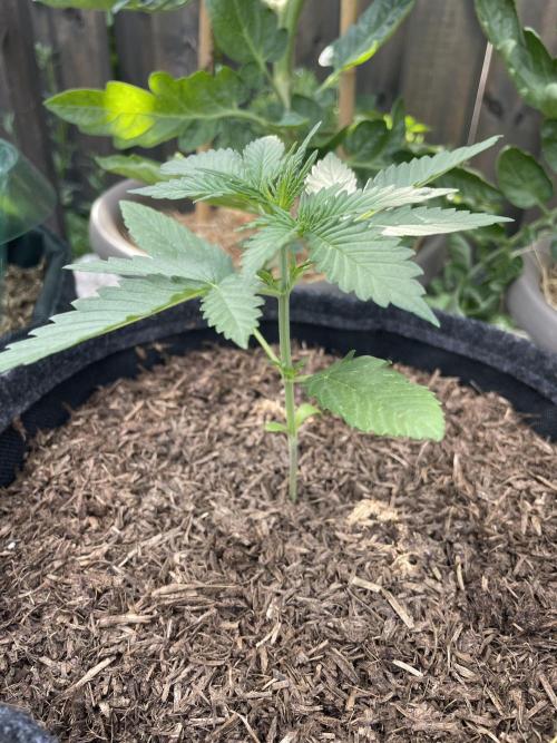 CBD Auto 1:1 (CBD Crack). Week 2