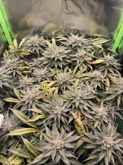 Sensi Seeds Himalayan CBD 4th indoor run. Week 16