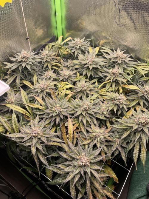 Sensi Seeds Himalayan CBD 4th indoor run. Week 16