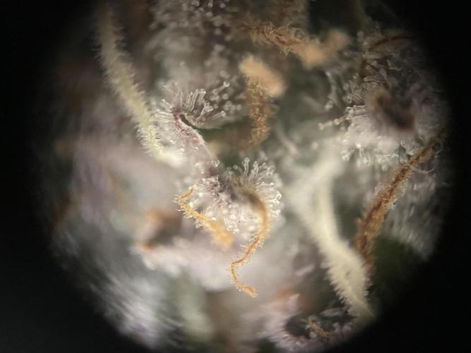 Sensi Seeds Himalayan CBD 4th indoor run. Week 16