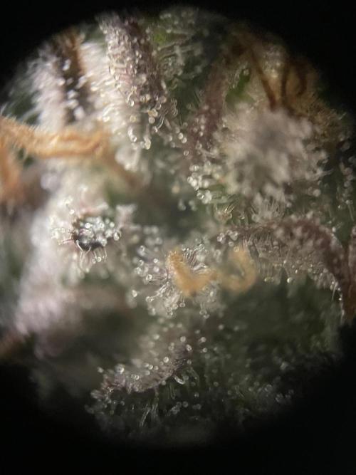 Sensi Seeds Himalayan CBD 4th indoor run. Week 16