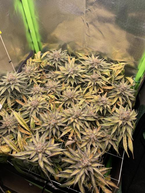 Sensi Seeds Himalayan CBD 4th indoor run. Week 17