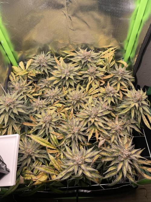 Sensi Seeds Himalayan CBD 4th indoor run. Week 17