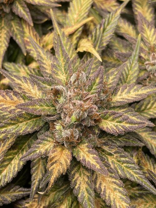 Sensi Seeds Himalayan CBD 4th indoor run. Week 17