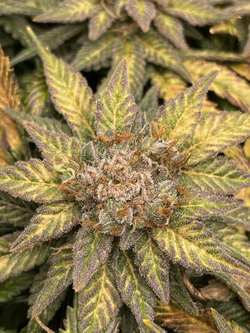 Sensi Seeds Himalayan CBD 4th indoor run. Week 17