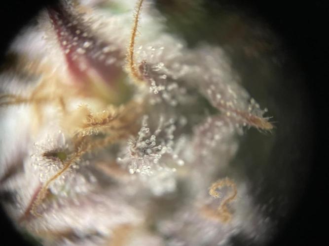Sensi Seeds Himalayan CBD 4th indoor run. Week 17