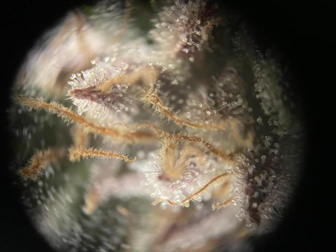Sensi Seeds Himalayan CBD 4th indoor run. Week 17