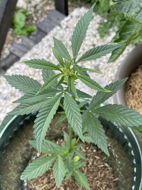 Auto THC Victory Dutch Passion 3rdSummer. Week 6