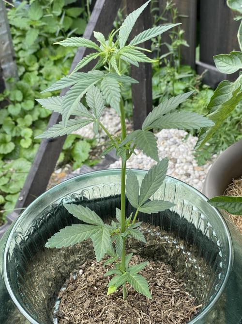 Auto THC Victory Dutch Passion 3rdSummer. Week 6