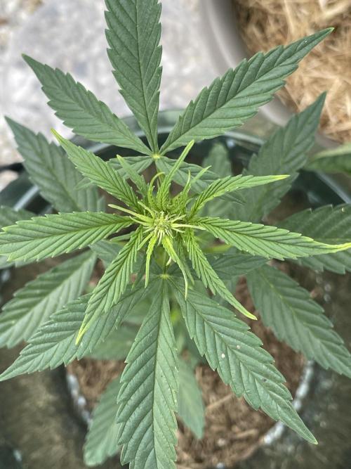 Auto THC Victory Dutch Passion 3rdSummer. Week 6