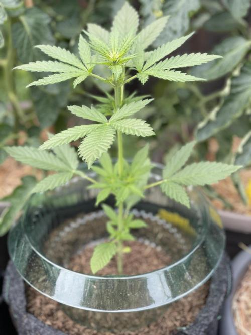 CBD Auto 1:1 FastBuds 3rd Summer. Week 3